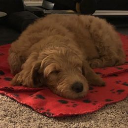 Goldendoodles from Crockery Creek Doodles