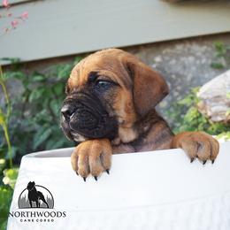 Red Male - Fawn male Cane Corso puppy in Emmett, Idaho from NorthWood’s Cane Corso