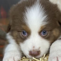 Dani - Australian Shepherd puppy in Poway, California from Side Tongue Shepherds