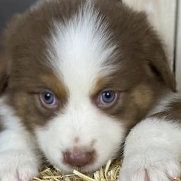 Dani - Australian Shepherd puppy in Poway, California from Side Tongue Shepherds