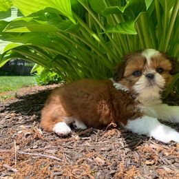 Shih Tzu Puppies from Patchwork Pups