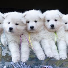 Berger Blanc Suisse puppies from Nordic Dreams White Shepherds