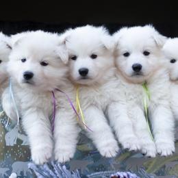 Berger Blanc Suisse puppies from Nordic Dreams White Shepherds
