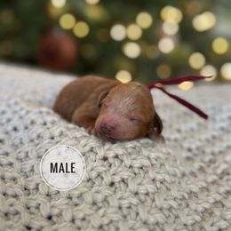 Pumpkin - Red  male Poodle puppy in Charlotte, North Carolina from Bruno & Co. Puppies