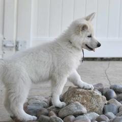 Berger Blanc Suisse Puppies from Absolute Dream White Swiss Shepherds