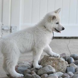Berger Blanc Suisse Puppies from Absolute Dream White Swiss Shepherds
