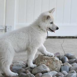 Berger Blanc Suisse Puppies from Absolute Dream White Swiss Shepherds