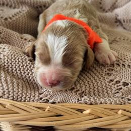 Franklin - Orange collar boy - Red  male Goldendoodle puppy in Ruthorfordton, North Carolina from Duncan Doodles Goldendoodles