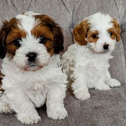 Cavalier King Charles Spaniels and Cavapoos from Cupcake Cavaliers and Cavapoos