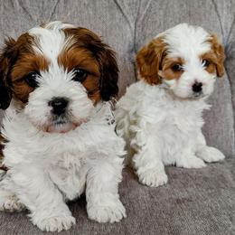 Cavalier King Charles Spaniels and Cavapoos from Cupcake Cavaliers and Cavapoos
