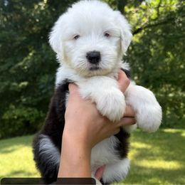 HILTI - Gray and white female Old English Sheepdog puppy in Syracuse, Indiana from Ridgeruns OES