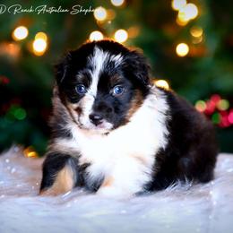 Nala - Blue merle female Australian Shepherd puppy in Pima, Arizona from Lazy D Ranch Australian Shepherds