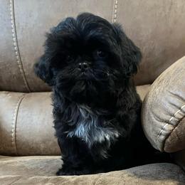 AKC Leopold - Black male Shih Tzu puppy in Greenville, South Carolina from Babyface Shih Tzu