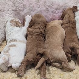 Goldendoodles from Country Walk Doodles