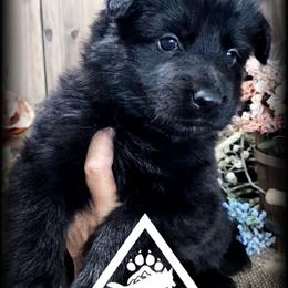 Annie - Black seal female German Shepherd puppy in Sequim, Washington from German Shepherd Haus