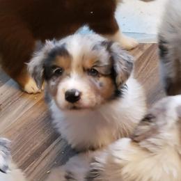 Australian Shepherd Puppies from Rockhill Australian Shepherds