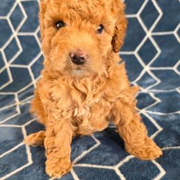 Boy 1 - Champagne male Maltipoo puppy in Granada Hills, California from Sheryls Puppies