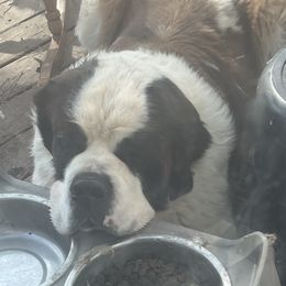 Max - Saint Bernard