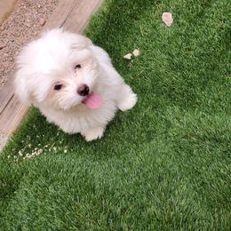 Maltese Puppies from Puppy Van