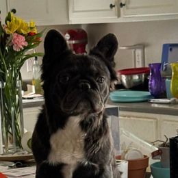 Wednesday - French Bulldog