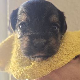 Bobby - Black and tan male Yorkipoo puppy in San Diego, California from TheSocialk9