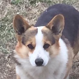 JOHNNY - Pembroke Welsh Corgi