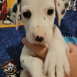 Yellow - White and black male Dalmatian puppy in Adamstown, Maryland from Sprinkled with Hearts Dalmatians