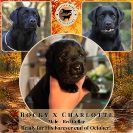 Red Collar - Black male Labrador Retriever puppy in Fair Oaks, California from Twisted Ranch Retrievers