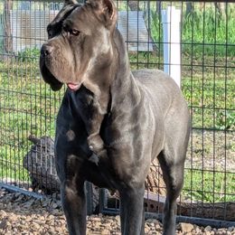 Cake - Cane Corso