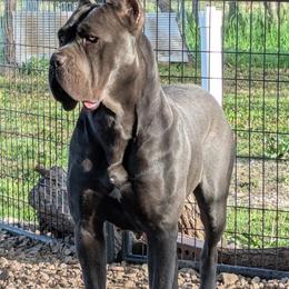 Cake - Cane Corso