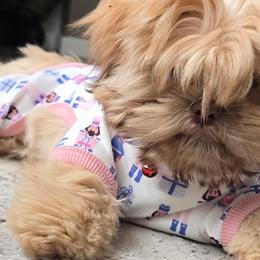 Shih Tzus from Oregon Shih Tzu