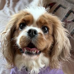 Mollie - Cavalier King Charles Spaniel