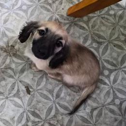 Dachshund puppies from Wyrmhund Dachshunds