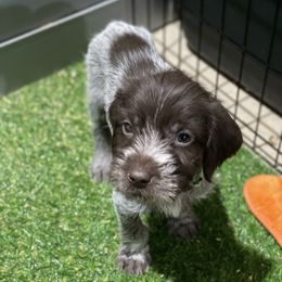 Boy 2 - Wirehaired Pointing Griffon puppy in Idaho from Muddy Paws WPG