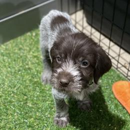 Boy 2 - Wirehaired Pointing Griffon puppy in Idaho from Muddy Paws WPG