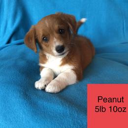 Aussiedoodle, Colorado Mountain Dog, and Corgipoo Puppies from Stone Table Ranch/STR Just Doodle It