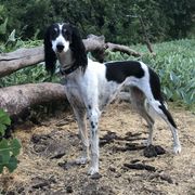 Zibi - Saluki