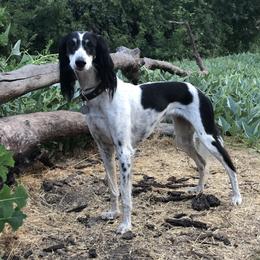 Zibi - Saluki
