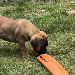 Boy 2 - Reddish brown Boerboel puppy in Lake View, New York from Coomore Boerboels