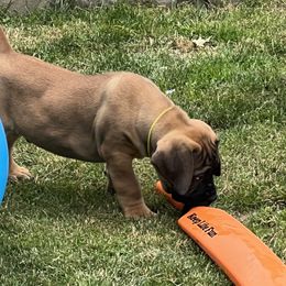 Boy 2 - Reddish brown Boerboel puppy in Lake View, New York from Coomore Boerboels