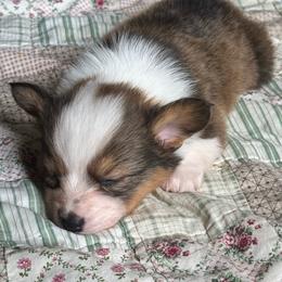 Boy 2 - Red male Pembroke Welsh Corgi puppy in Missouri from Cooler Farms Corgis