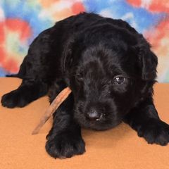Orange boy - Silver gray male Pumi puppy in Corvallis, Oregon from Szimfónia Pumi Kennel