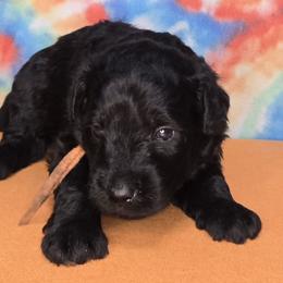 Orange boy - Silver gray male Pumi puppy in Corvallis, Oregon from Szimfónia Pumi Kennel