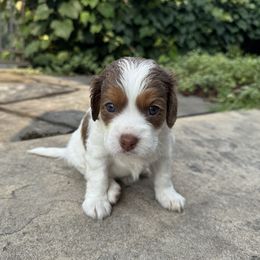 Confetti - Blenheim female Cavapoo puppy in Hesperia, Michigan from Yankee Doodle Dogs
