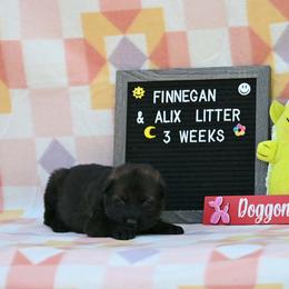 Yellow collar - Sable female German Shepherd puppy in Ramsey, Illinois from Haus-Farr German Shepherds