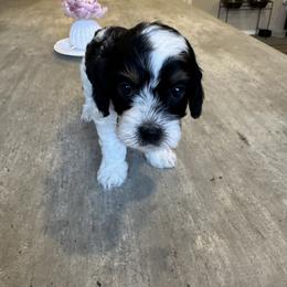 Violet - Tri-color female Cavapoo puppy in Buda, Texas from Haus of Doodles