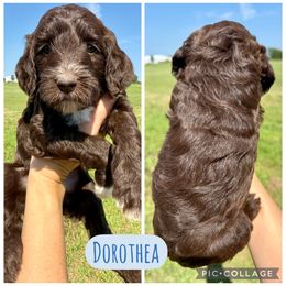 Dorothea - Chocolate female Goldendoodle puppy in Caddo Mills, Texas from Fire Wife Doodles