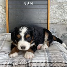 Sam - Tri-color male Bernedoodle puppy in Lancaster, Pennsylvania from Homestead Bernedoodles