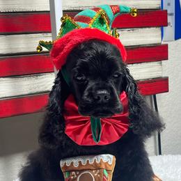 Mr Smee - Black male Cocker Spaniel puppy in Moreno Valley, California from Joker Karr’s