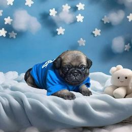 Zeus - Fawn male Pug puppy in Winter Haven, Florida from Precious Paws